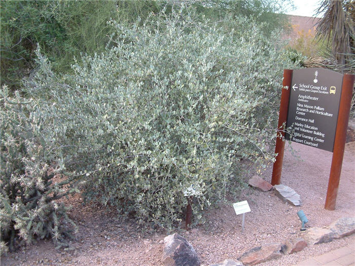 Jojoba, Goatnut