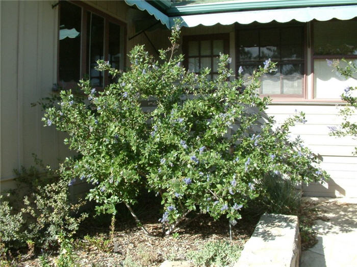 Ceanothus arboreus 'Ray Hartman'