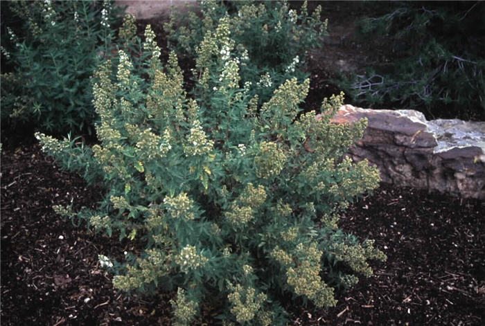 Fernbush