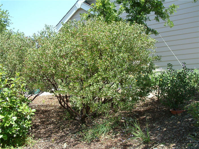 Arctostaphylos bakeri 'Louis Edmunds'