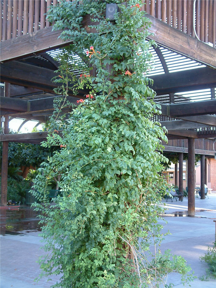 Campsis radicans