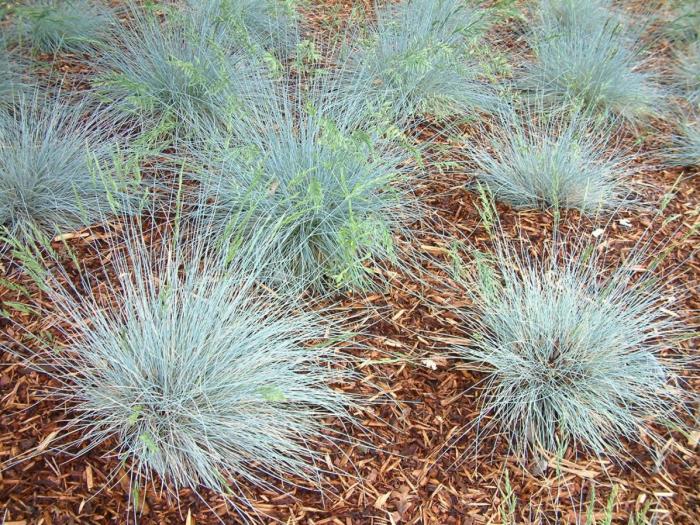 Festuca 'Siskyou Blue'