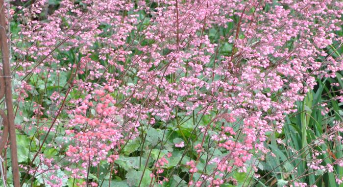 Heuchera 'Wendy'