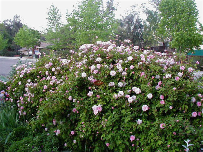 Cecile Brunner Climbing Polyantha R