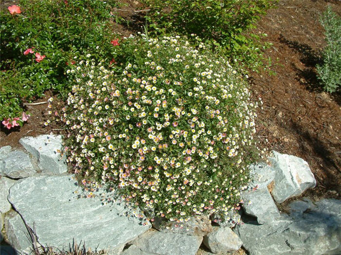 Plant photo of: Erigeron karvinskianus