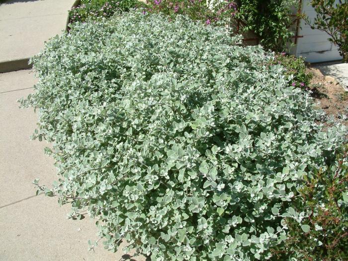 Licorice Plant