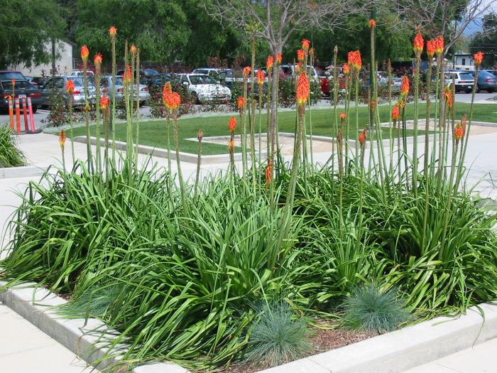 Kniphofia uvaria