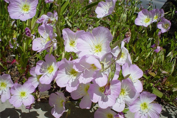 Oenothera speciosa