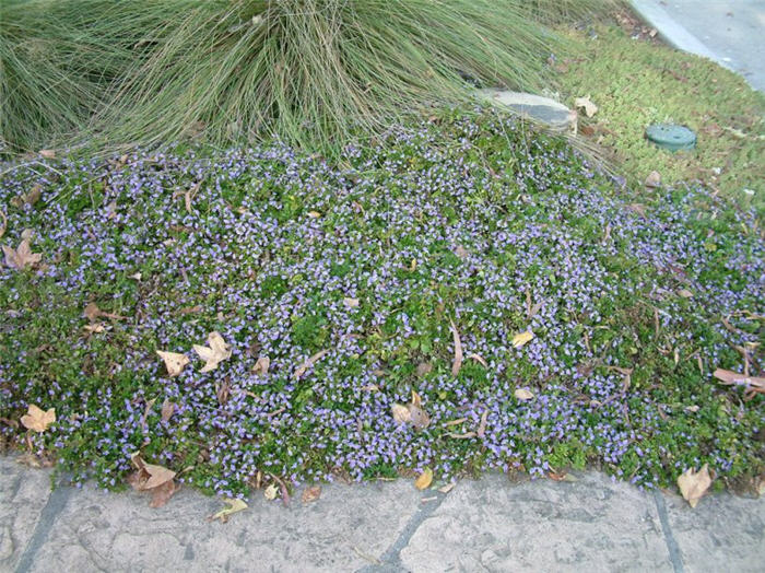 Fan Flower Mauve Clusters