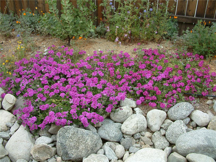 Plant photo of: Verbena peruviana