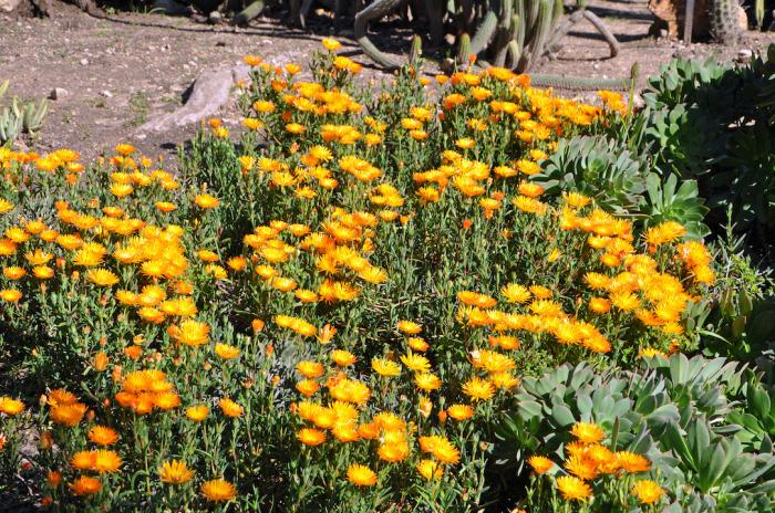 Lampranthus aurantiacus