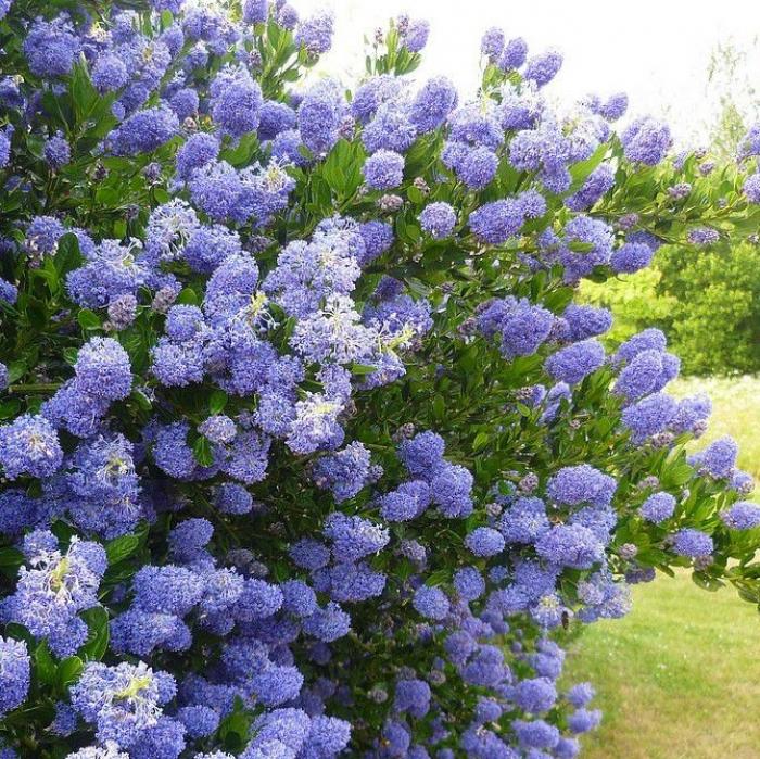 Plant photo of: Ceanothus thyrsiflorus 'Skylark'