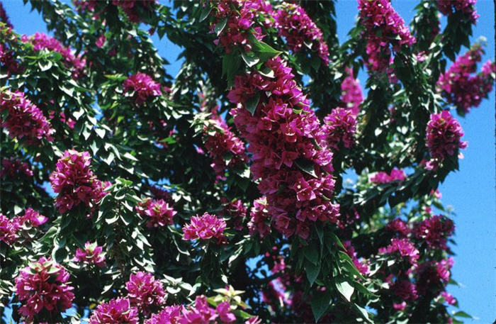 Plant photo of: Bougainvillea 'Torch Glow'