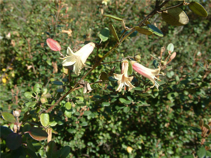 Ivory Bells Australian Fuchsia