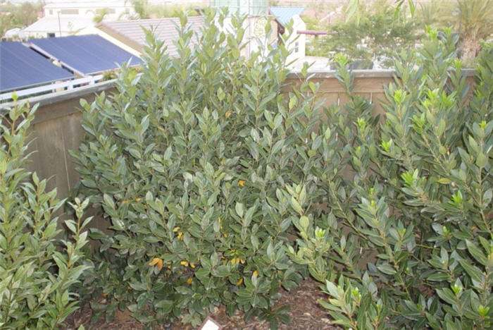 Laurus 'Saratoga'