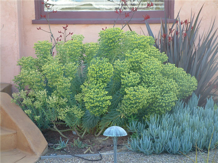 Yellow Spurge