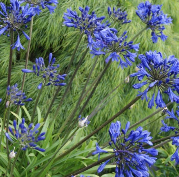 Agapanthus 'Little Blue Fountain'