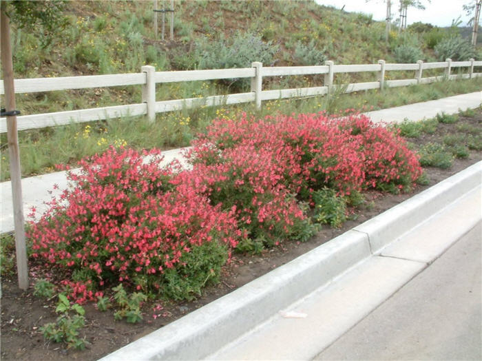 Plant photo of: Salvia greggii 'Red Star'