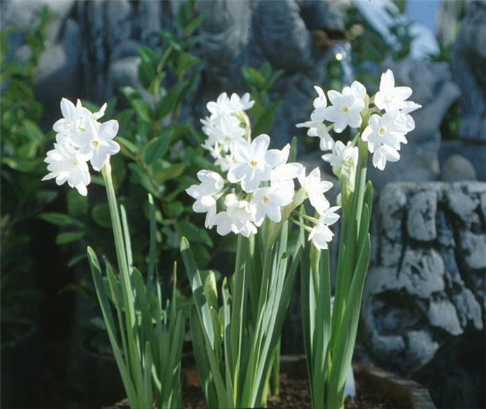 Plant photo of: Narcissus