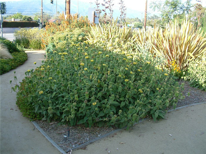 Phlomis fruticosa