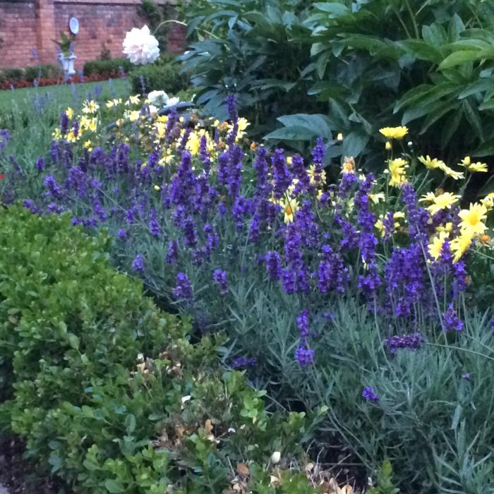 Plant photo of: Lavandula ang. 'Sweet Romance'