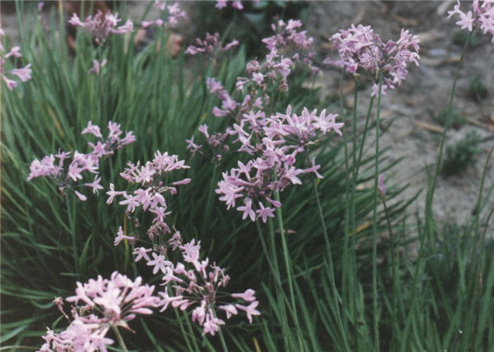 Tulbaghia violacea