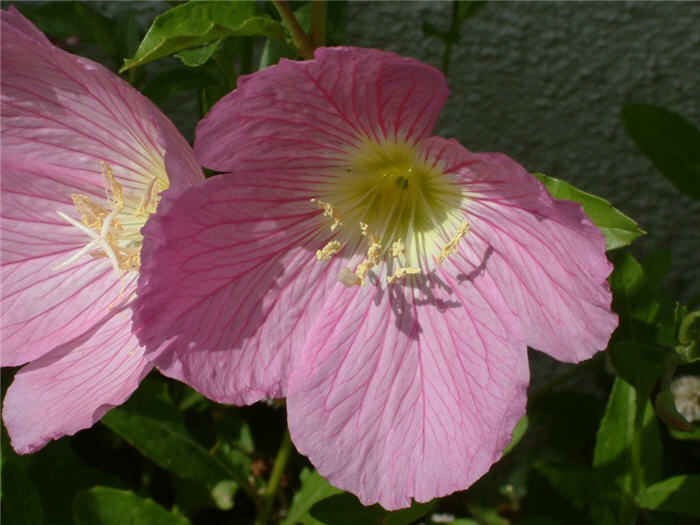 Oenothera speciosa 'Siskiyou'