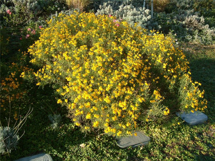 Mexican Perennial Marigold