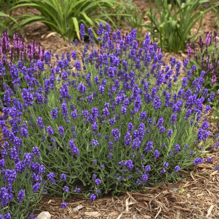 Sweet Romance Lavender