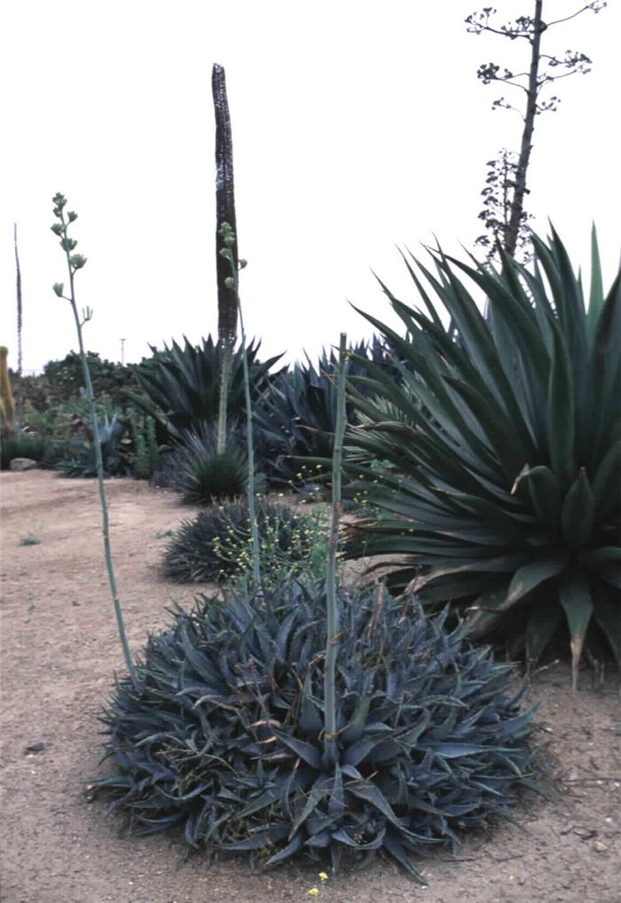 Desert Agave