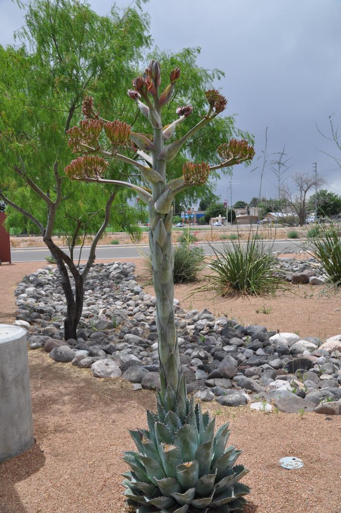 Plant photo of: Agave parryi v. truncata