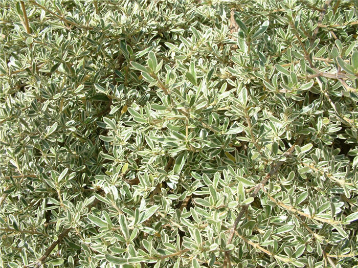 Plant photo of: Coprosma x  kirkii