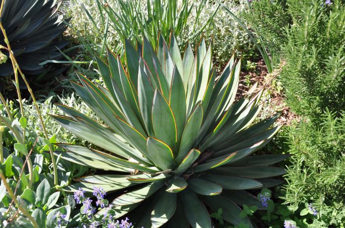 Agave 'Blue Glow'