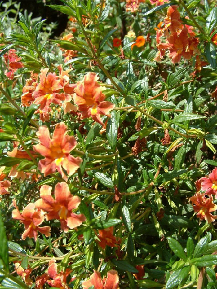 Plant photo of: Mimulus puniceus