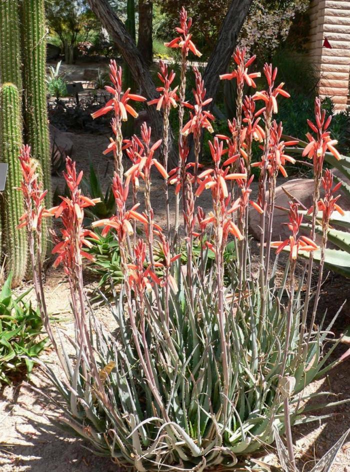 Plant photo of: Aloe 'Blue Elf'
