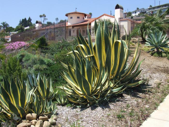 Plant photo of: Agave americana 'Variegata'