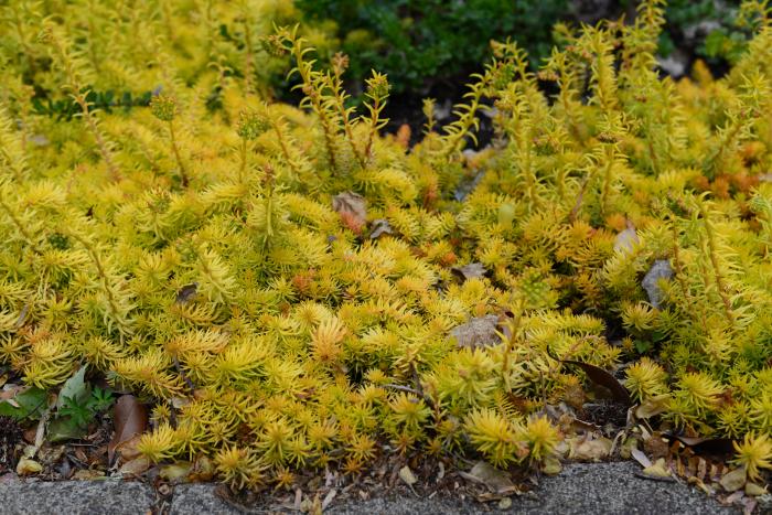 Plant photo of: Sedum rupestre 'Angelina'