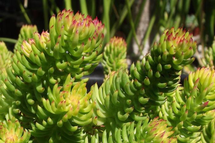 Plant photo of: Sedum rupestre 'Angelina'