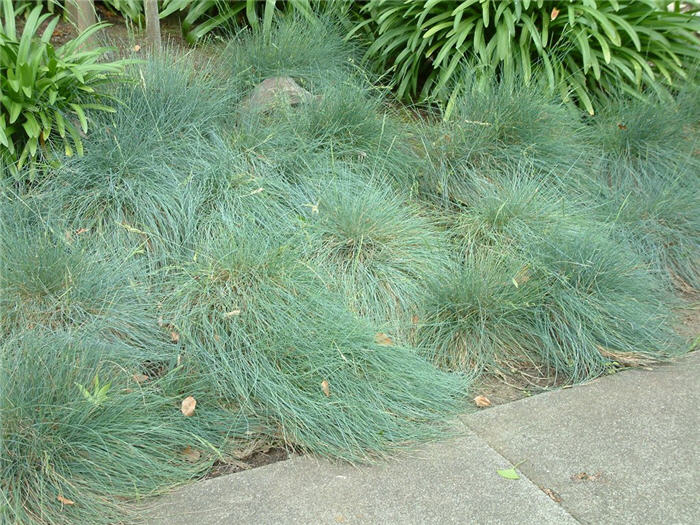 Plant photo of: Festuca glauca 'Elija Blue'