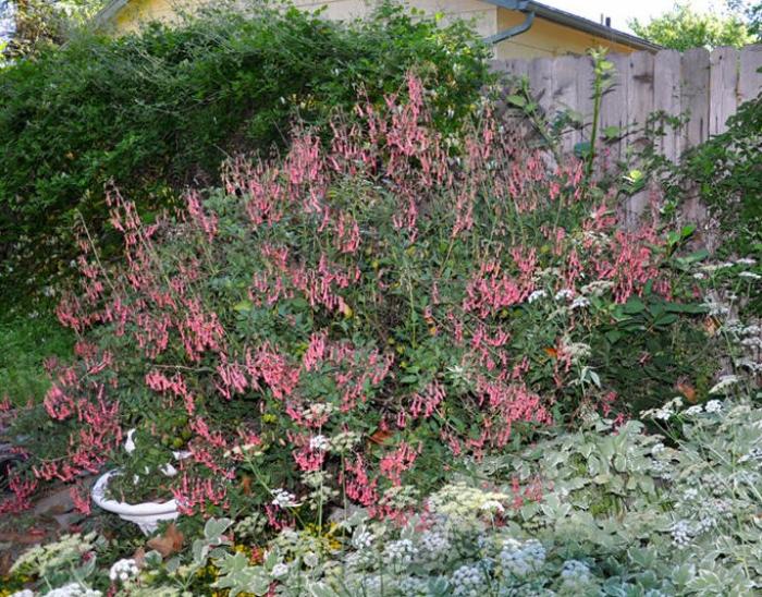 Australian Fuchsia
