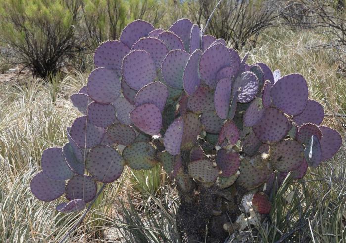 Opuntia santa-rita 'Tubaca'