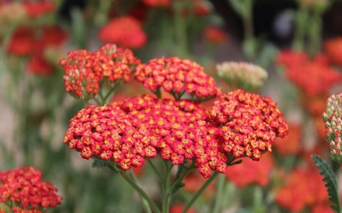 Achillea 'Walther Funcke'