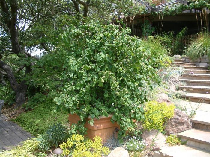 Corylus avellana 'Contorta'