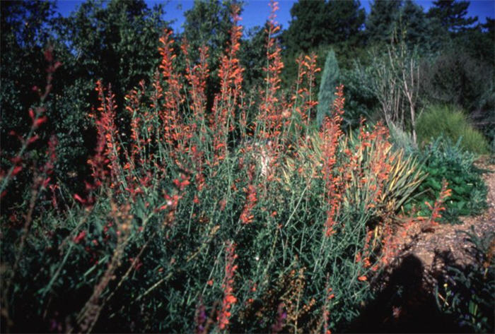 Agastache rupestris