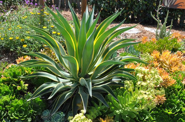 Plant photo of: Agave desmetiana 'Variegata'