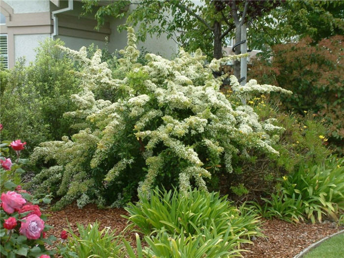 Plant photo of: Pyracantha coccinea