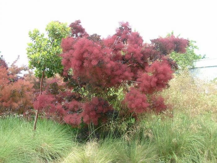 Cotinus coggygria 'Purpureus'