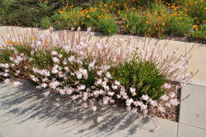 Whirling Butterflies White Gaura