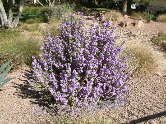 Leucophyllum langmaniae 'Lynn's Legacy'