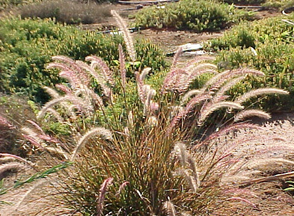 Pennisetum setaceum 'Eaton Canyon'